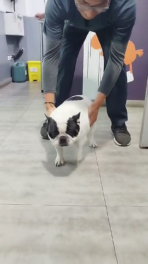 LA HISTORIA DE FLAYD: UN BULLDOG FRANCÉS QUE LUCHÓ POR SU RECUPERACIÓN
