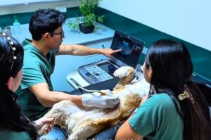 Ecografía veterinaria