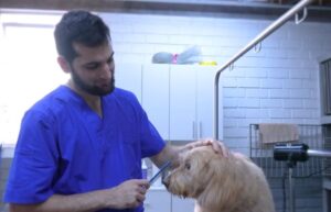 Peluquería canina