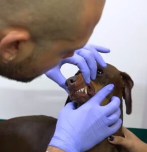 Odontología veterinaria