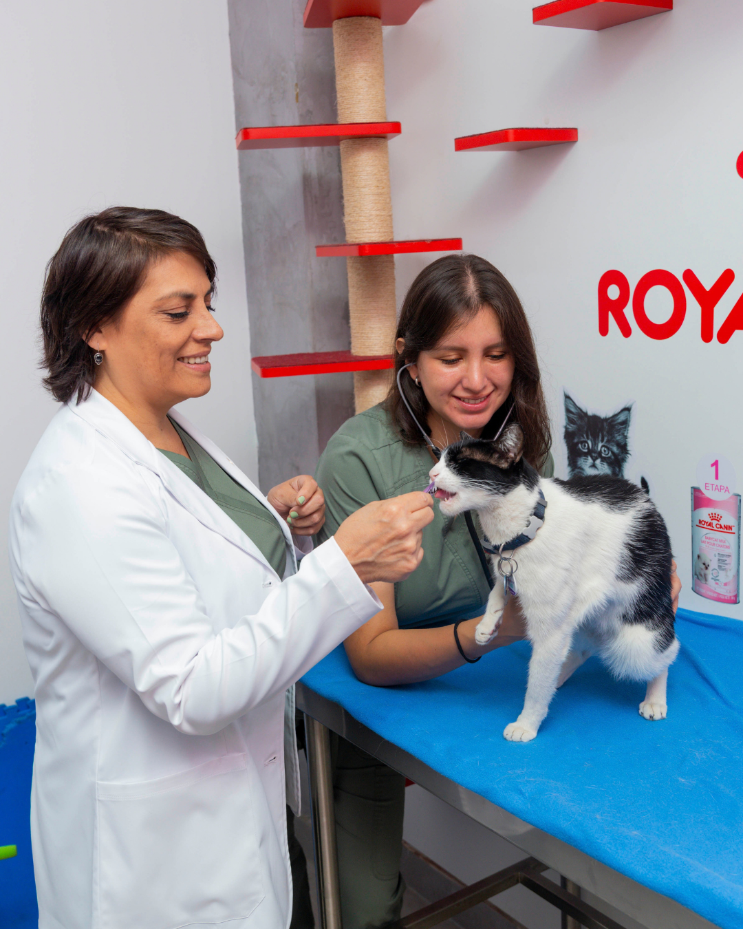 Atención veterinaria a una mascota