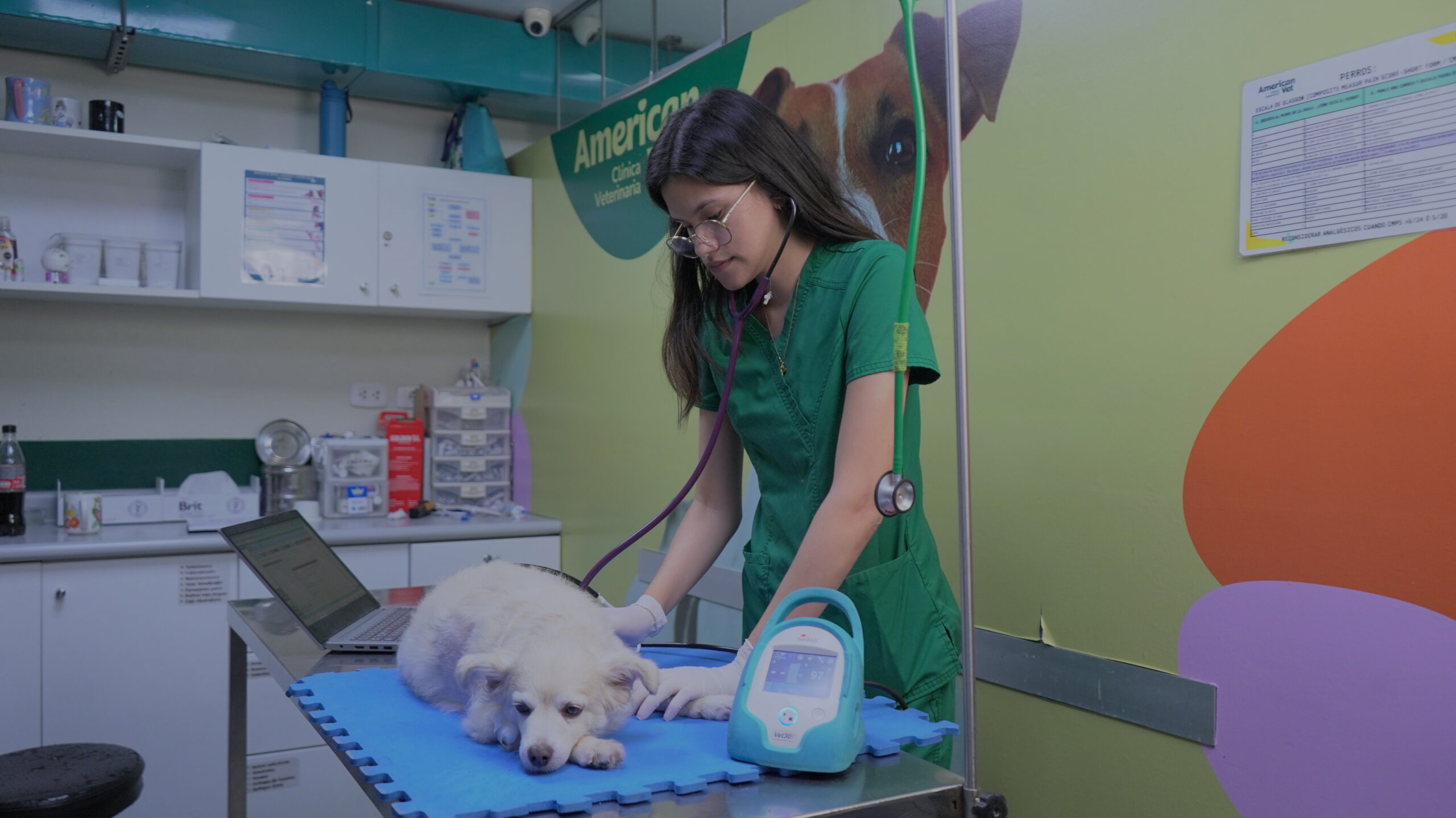 Cuidados veterinarios en American Vet