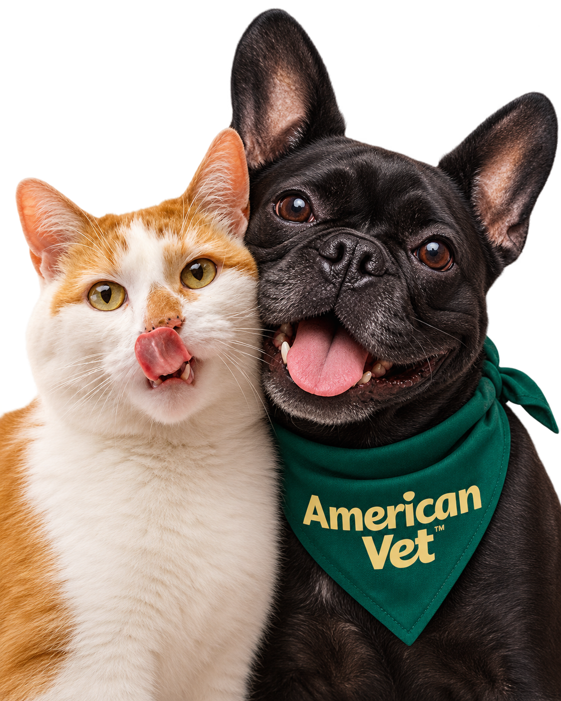 Gato y perro, amistad juguetona
