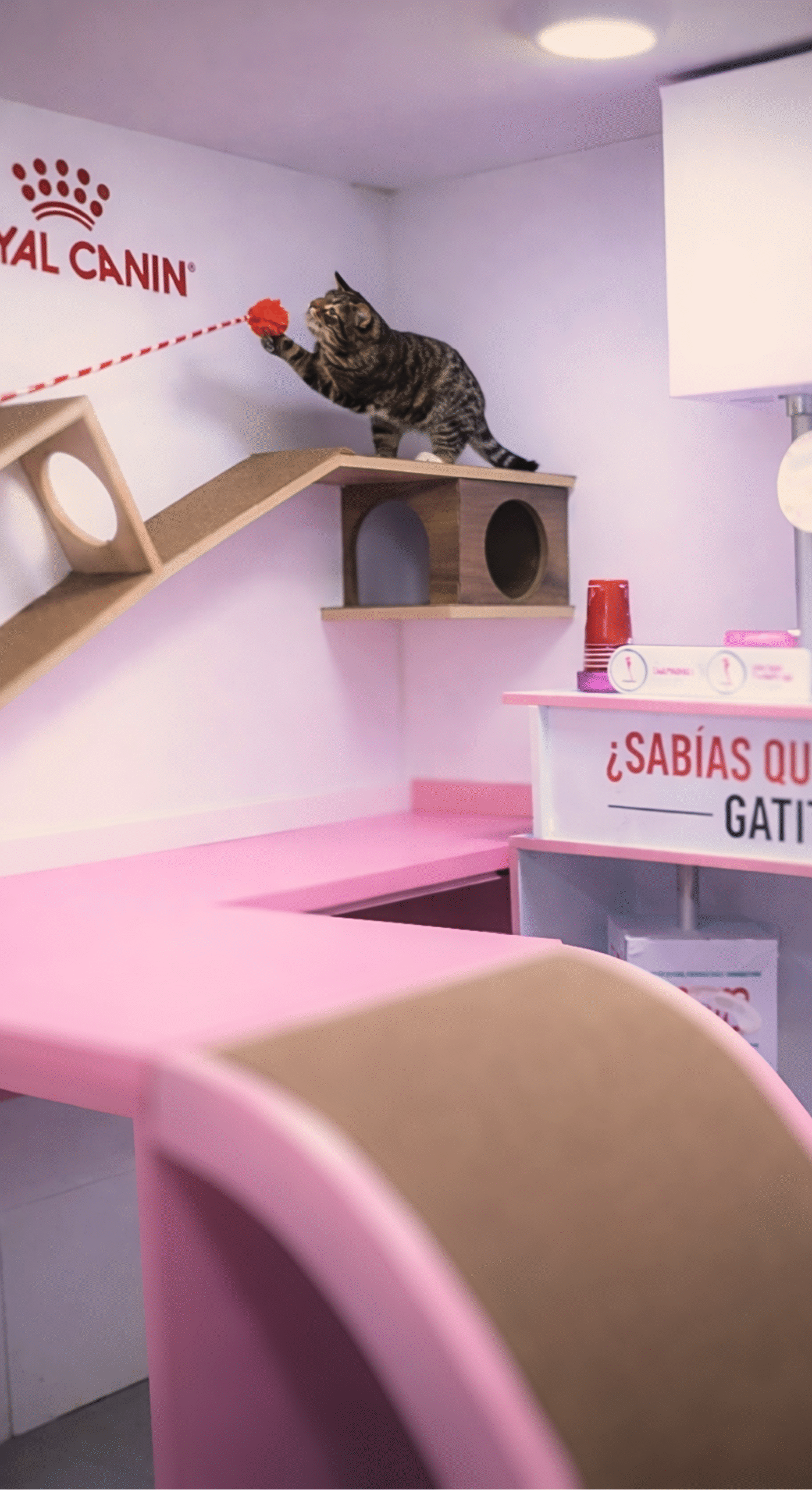 Espacio exclusivo para pacientes felinos en American Vet