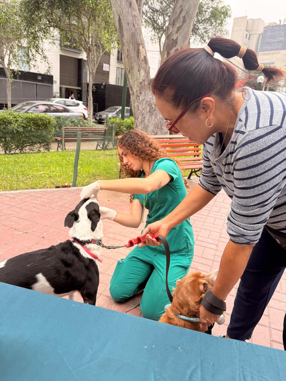 Actividad de una alianza de American Vet